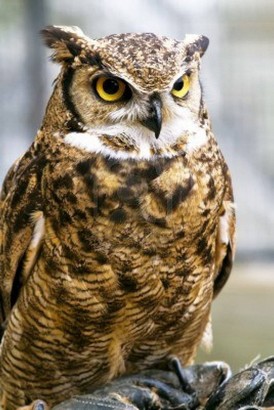 grand duc